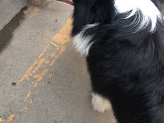 -白佛花鸟鱼虫批发市场小型宠物交易(东区)