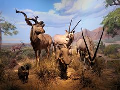 -贝林大翅鲸简餐厅(国家海洋博物馆店)