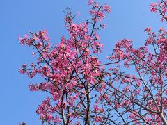 -风云岭森林公园