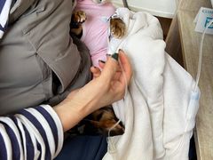 -北京观赏动物医院·24小时大型综合·猫专科·异宠专科