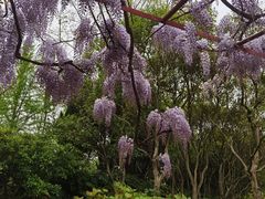 -嘉定紫藤园