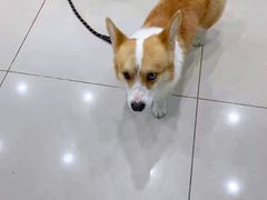 -子乐宠物医院