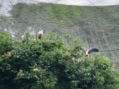 -吉隆坡雀鸟公园