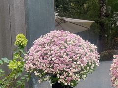 -BOCATA 西班牙餐厅(三里屯店)