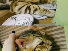 -猫猫幼稚园·撸猫·桌游·电玩