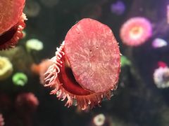 -瑞普利水族馆