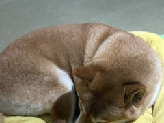 -逗柴咖啡屋·狗咖猫咖宠物桌游