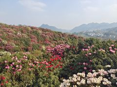 -贵州百里杜鹃风景名胜区