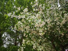 -长白岛森林公园