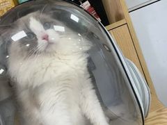 -中农大我爱我爱动物医院·核磁CT·猫病·24小时夜诊中心(石佛营店)