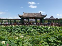 -莲花池公园
