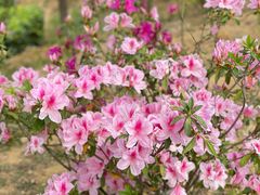 -深圳市中科院仙湖植物园