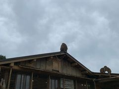 -岚山猴子公园