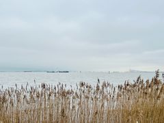 -上海吴淞炮台湾国家湿地公园