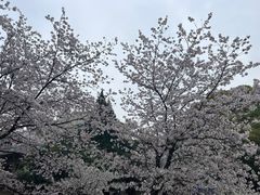 -武汉大学-樱园