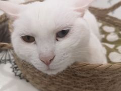 -白夜2D咖啡馆
