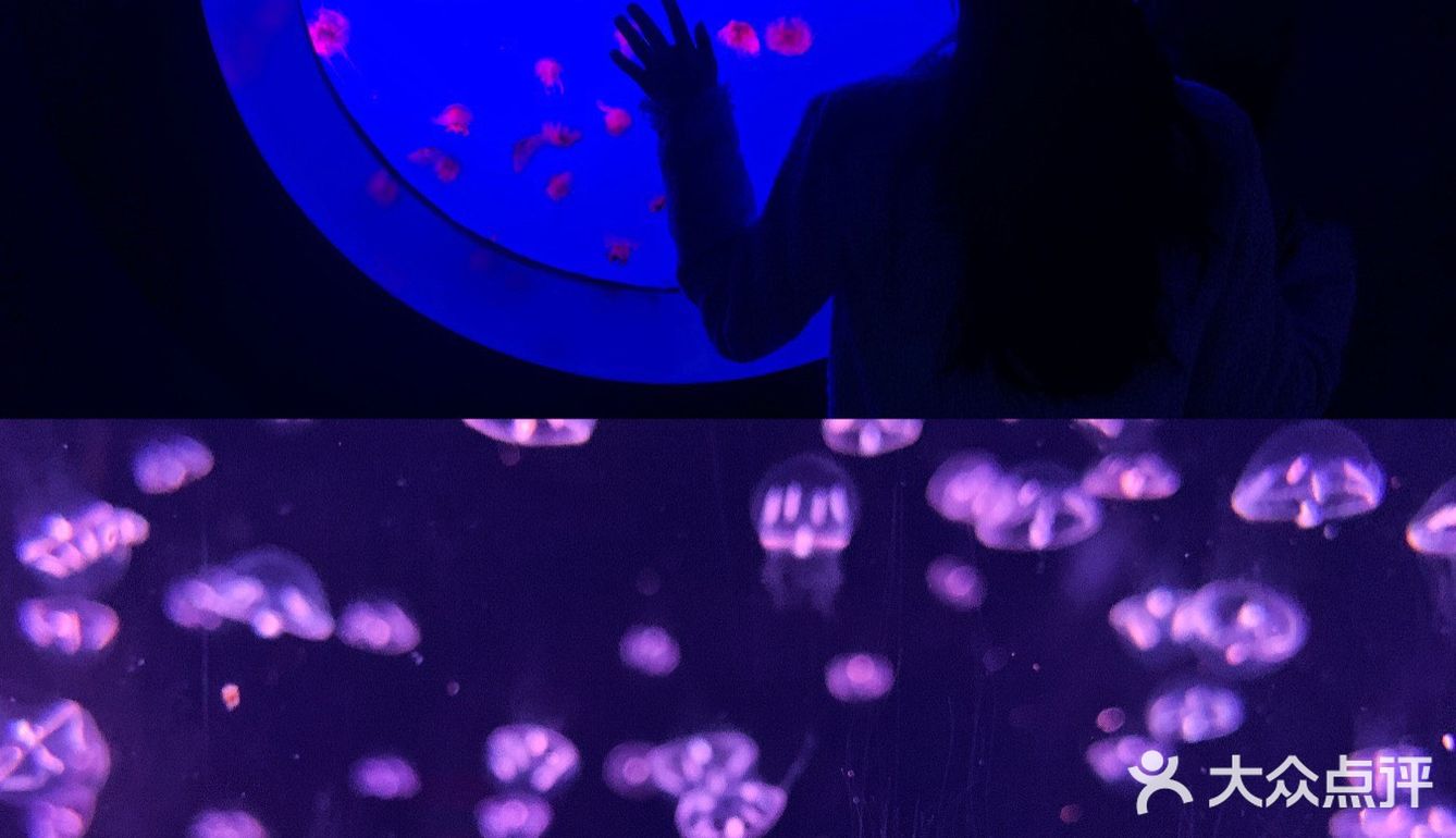南京海底世界首创沉浸式体验 美人鱼🧜‍♀️再现