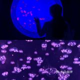 南京海底世界首创沉浸式体验 美人鱼🧜‍♀️再现