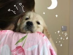 -翊宠yipet猫狗购宠庄园犬舍•猫舍