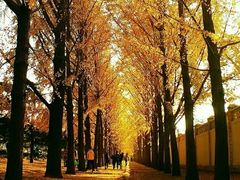 -三里屯东五街银杏大道