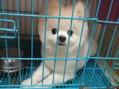 -瑞鹏宠物医院·骨科·猫科·内科(第一中心)