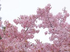 -顾村公园