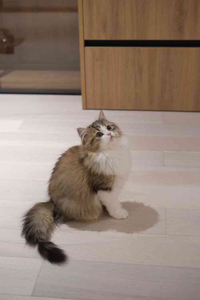 babydoll猫舍工作室(来福士店)-"【项目】洗澡因为就在家隔壁,之前带