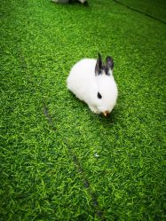 -萌宠亲子动物乐园(槐房万达店)