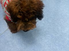 -博特宠物医院24h犬猫全科.骨科·异宠