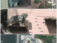 -青藏高原野生动物园