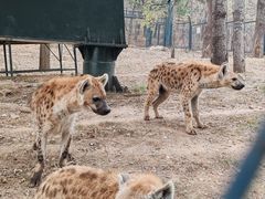 -大连森林动物园