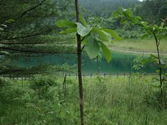 -武陵山森林公园