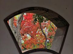 -秋霞圃