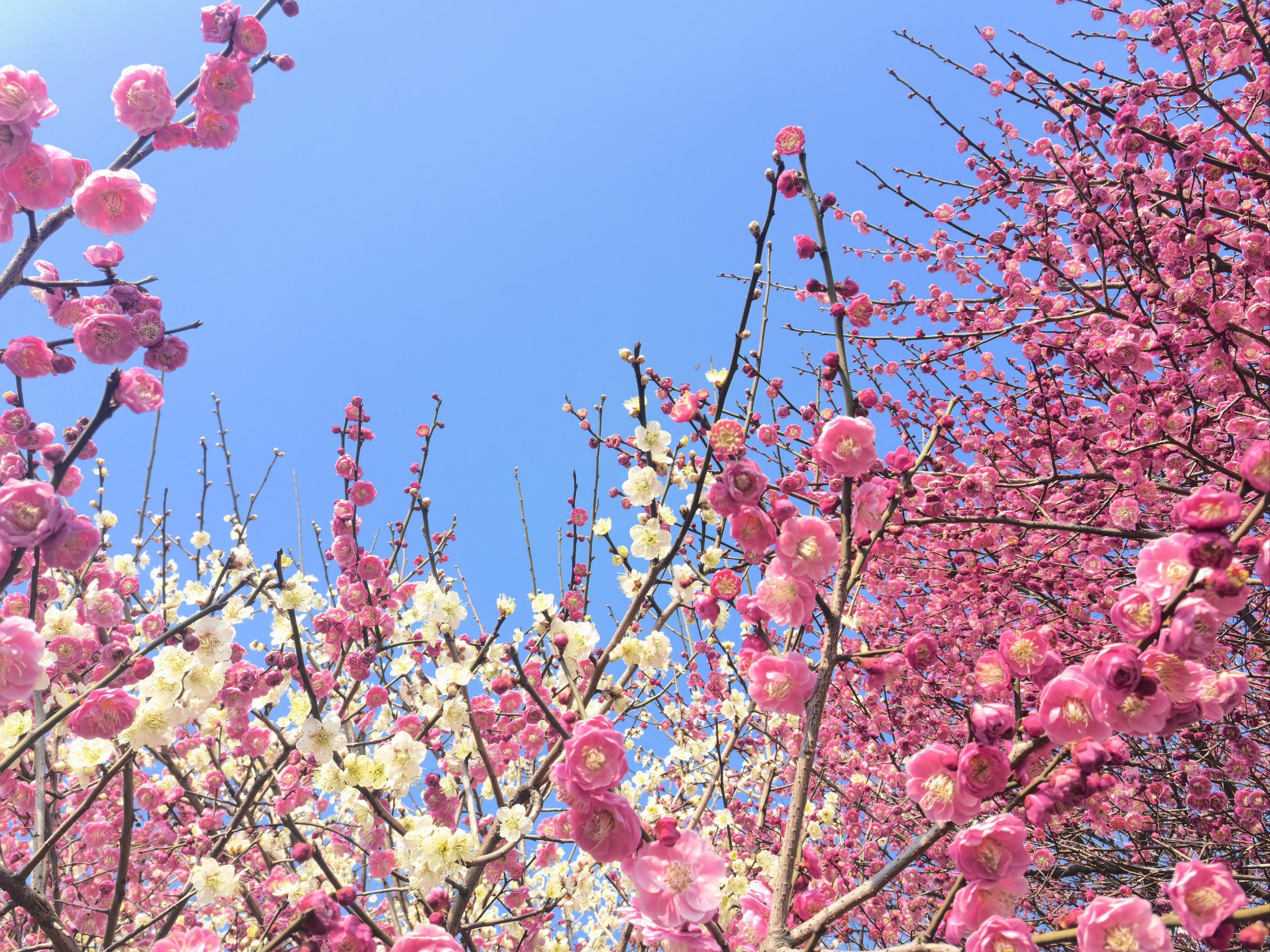 春天的气息,梅花初绽