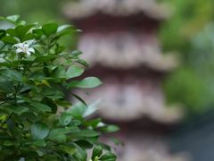 -光孝寺