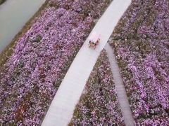 -花开海上生态园