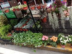 -溪岸路花鸟市场