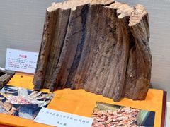 -广东中医药博物馆