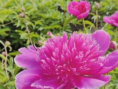 -黑龙江省森林植物园