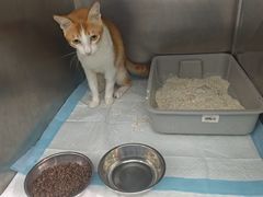 -东莞宠友24H宠物中心医院·转诊夜诊·异宠(新河北路院)