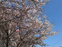 -上海吴淞炮台湾国家湿地公园