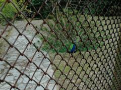 -金孔雀温泉旅游度假村