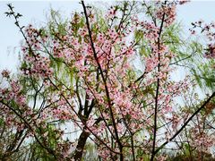 -顾村公园