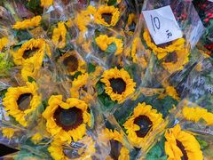 -越秀西湖花市(广州城市广场花卉店)