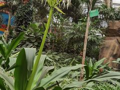 -南宫五洲植物乐园