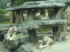 -北京野生动物园