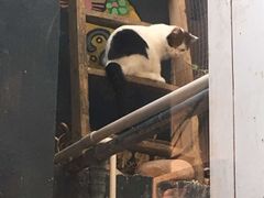 -猫咪博物馆(顶澳仔猫街店)