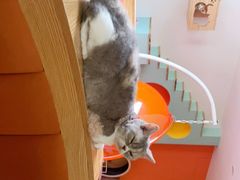 -Bastet sally猫舍购宠(静安店)
