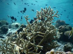 DSCN0376-卡帕莱度假村(西巴丹岛)