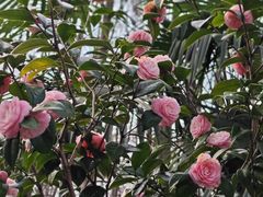-杭州植物园